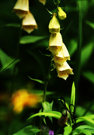 yellow flower